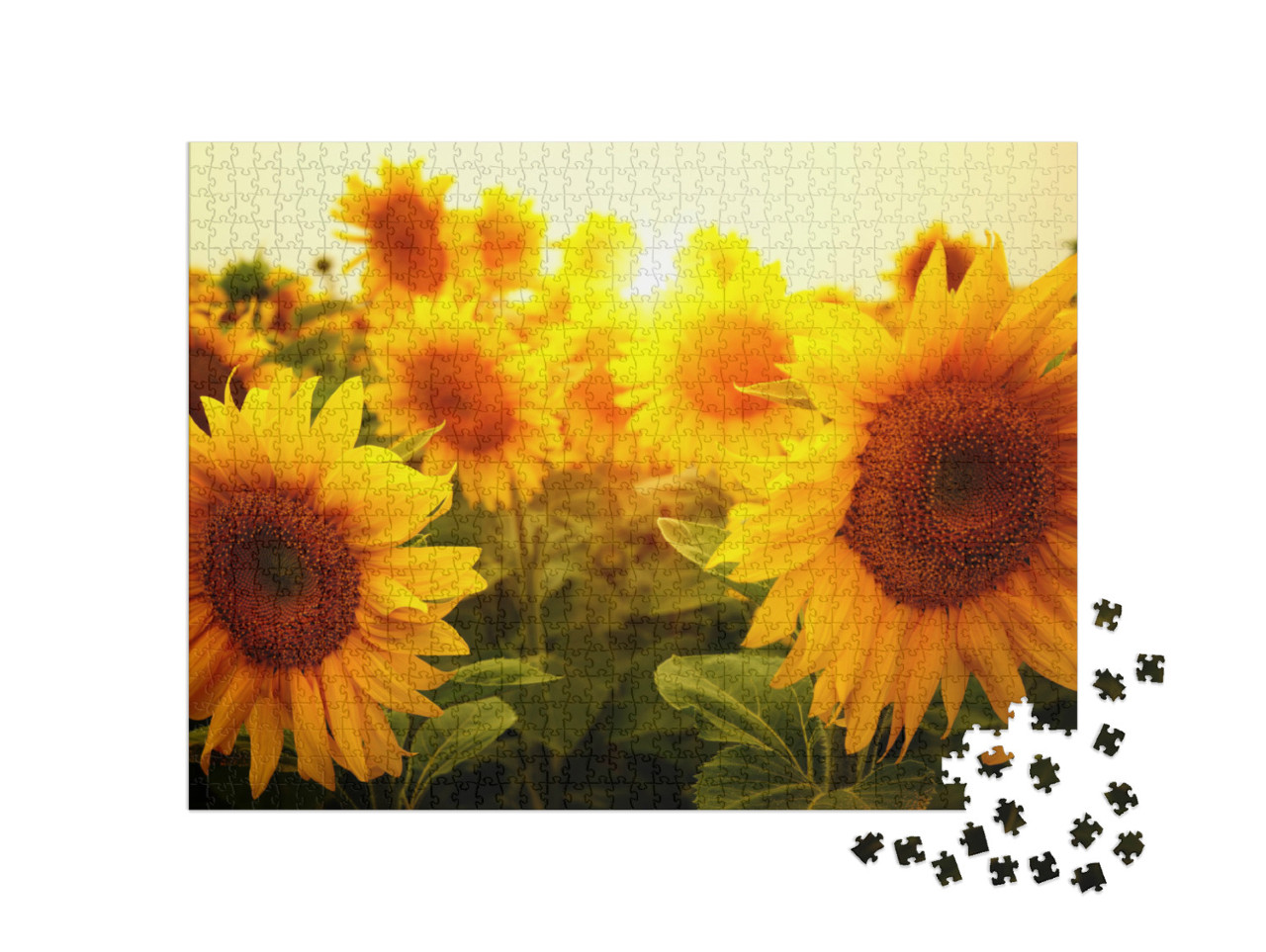 Puzzle 1000 pezzi „Un campo di girasoli al sole“