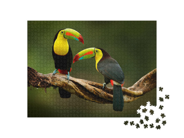 Puzzle 1000 pezzi „Tucano seduto su un ramo nella foresta, splendida vegetazione del Costa Rica“