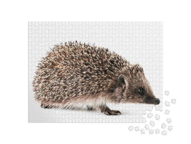 Puzzle 1000 pezzi „Primo piano di un riccio su sfondo bianco“