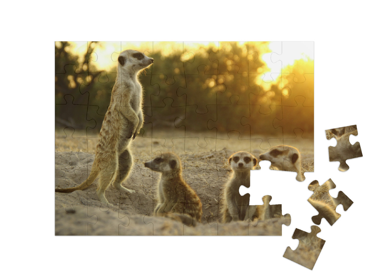 Puzzle 48 pezzi „I suricati nel loro habitat naturale“