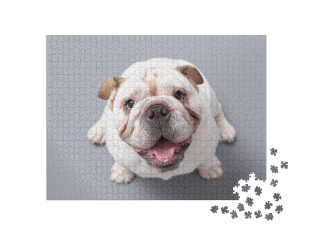 Puzzle 1000 pezzi „Cucciolo di bulldog inglese che guarda verso l'alto“