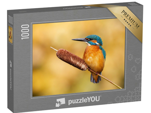 Puzzle 1000 pezzi „Maschio tranquillo di martin pescatore, Alcedo atthis“