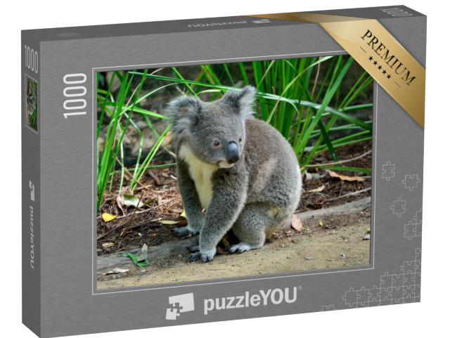 Puzzle 1000 pezzi „Un koala curioso, seduto a terra“