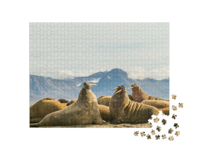 Puzzle 1000 pezzi „Gruppo di trichechi al sole a Prins Karls Forland, Svalbard“