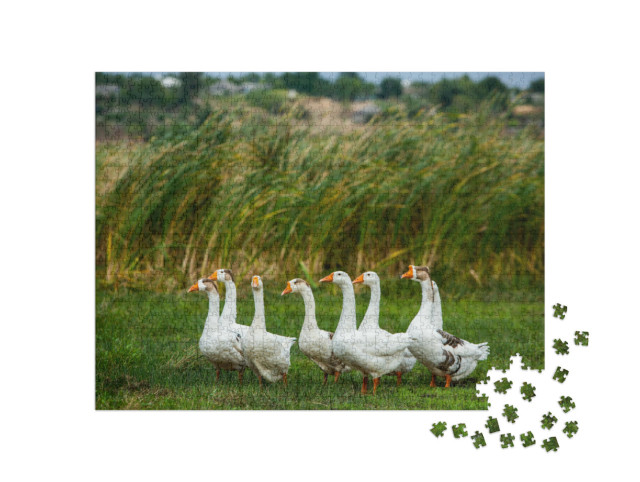 Puzzle 1000 pezzi „Oche bianche a passeggio“