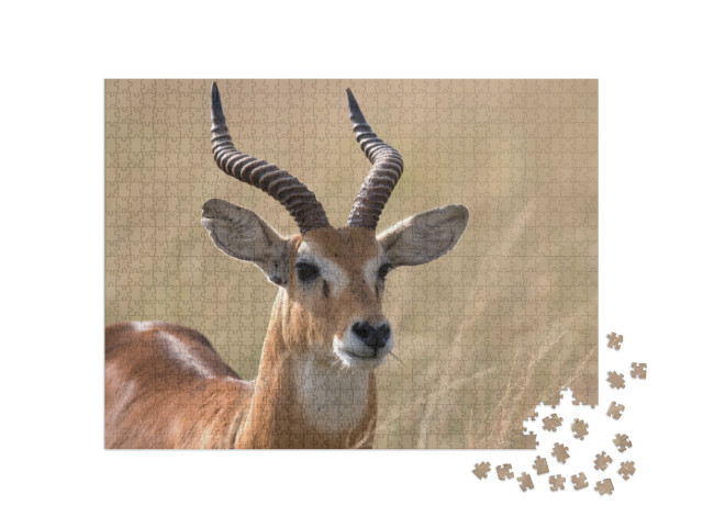 Puzzle 1000 pezzi „Antilope kob dell'Uganda, Africa“