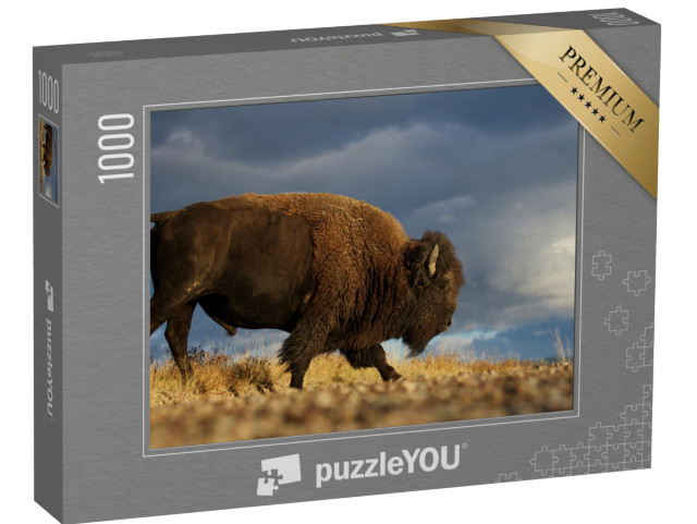 Puzzle 1000 pezzi „Bisonte americano, alias bufalo, in un drammatico cielo di prateria, Montana“