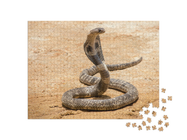 Puzzle 1000 pezzi „Il cobra reale sulla sabbia“