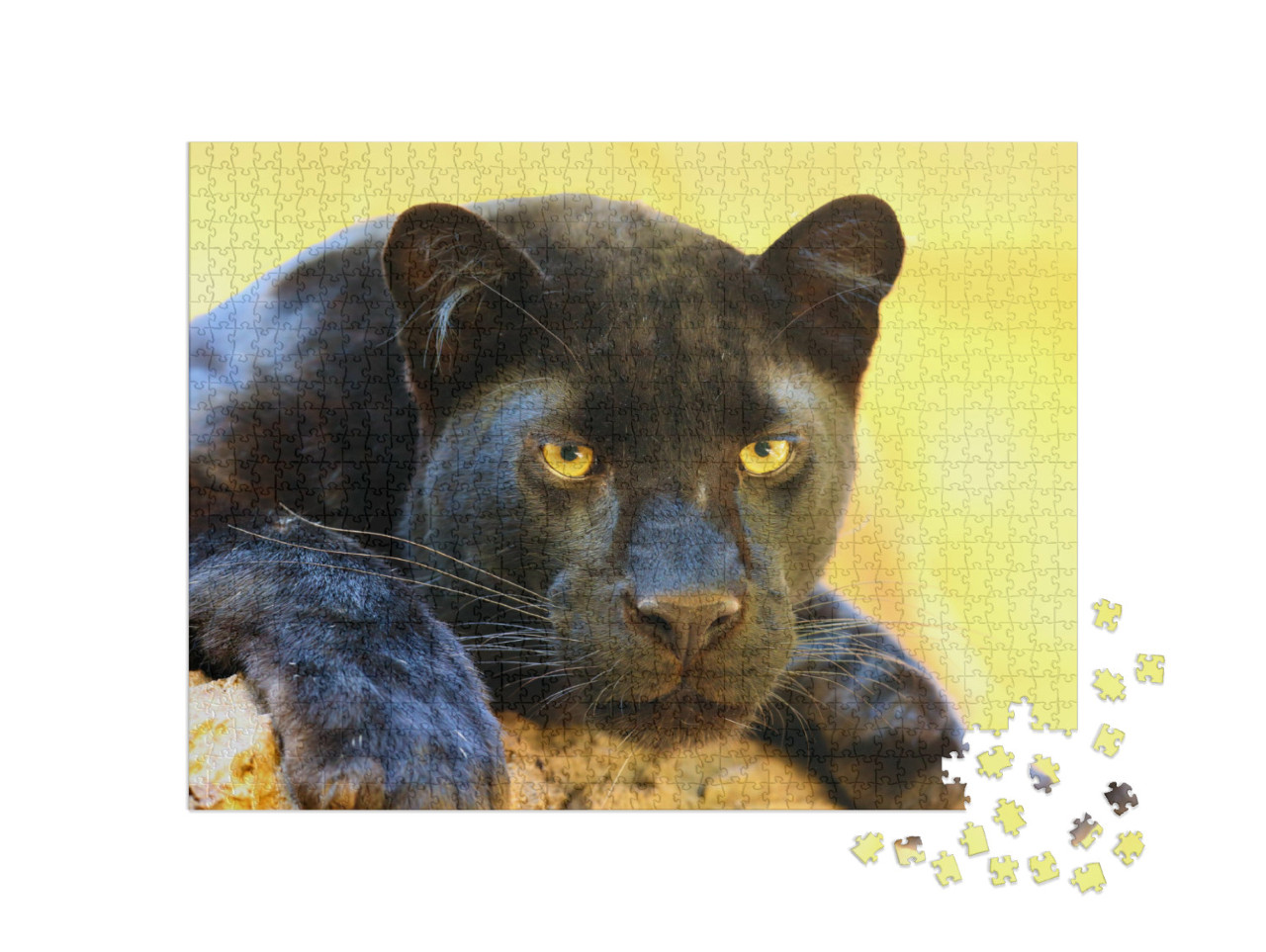 Puzzle 1000 pezzi „Il leopardo, conosciuto anche come pantera nera“