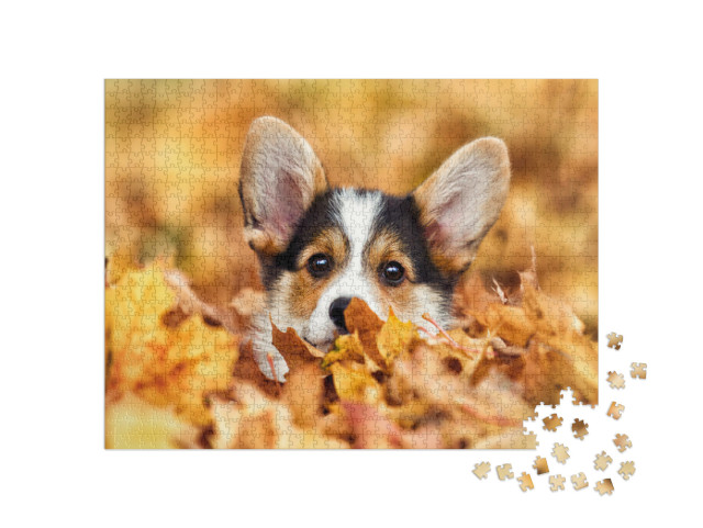 Puzzle 1000 pezzi „Welsh Corgi tra le foglie d'autunno“