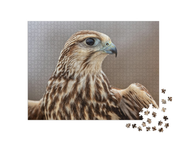 Puzzle 1000 pezzi „Falco saker maestoso“