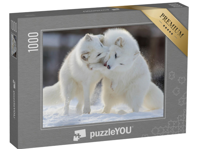 Puzzle 1000 pezzi „Volpi artiche in lotta“