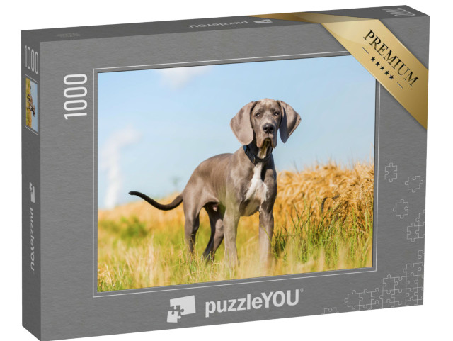 Puzzle 1000 pezzi „Ritratto di un cucciolo di alano in piedi su un sentiero di campagna“