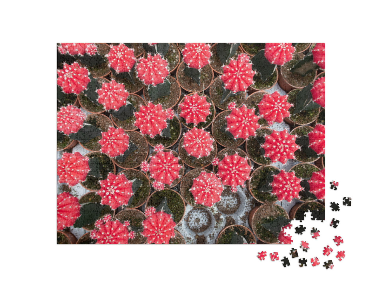 Puzzle 1000 pezzi „Tanti piccoli vasi con cactus lunari da un'incantevole vista a volo d'uccello“