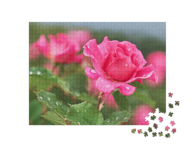 Puzzle 1000 pezzi „Rosa con gocce di pioggia“