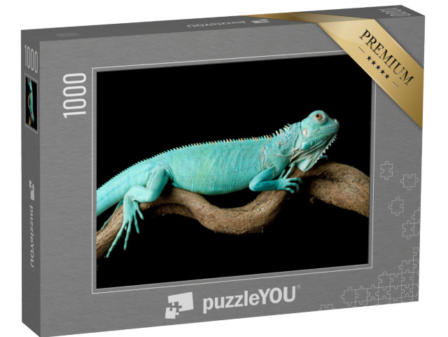 Puzzle 1000 pezzi „Iguana blu, Cyclura lewisi“