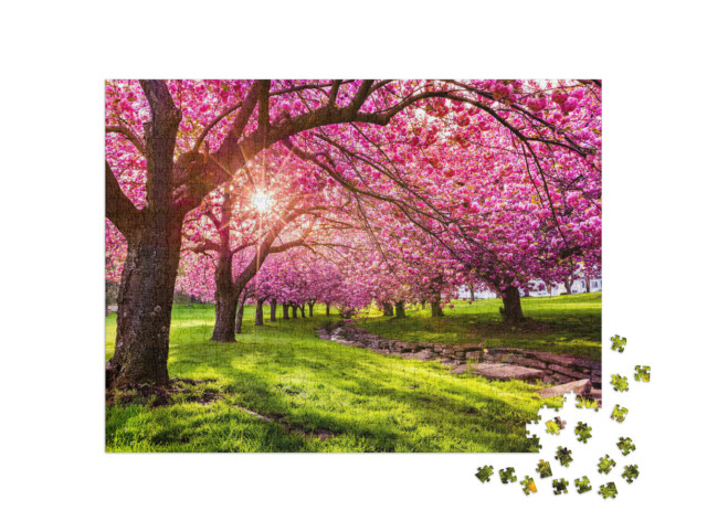 Puzzle 1000 pezzi „Fiori di ciliegio a Hurd Park, Dover, New Jersey“
