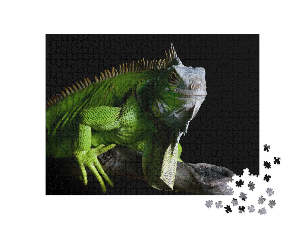 Puzzle 1000 pezzi „Grande iguana verde“