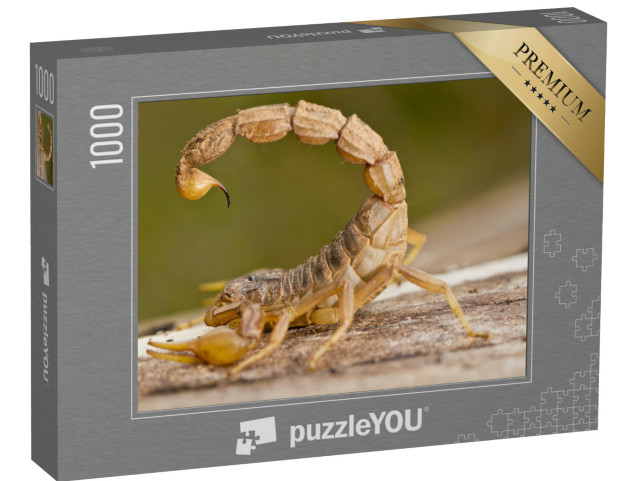 Puzzle 1000 pezzi „Primo piano di uno scorpione Buthus“
