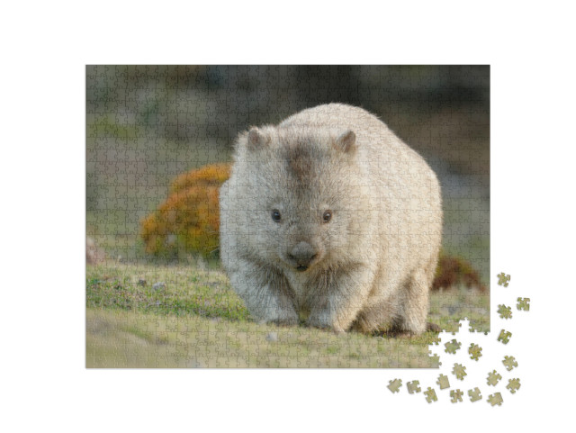 Puzzle 1000 pezzi „Vombato australiano, noto anche come orso a pelo ruvido o orso dal naso nudo“