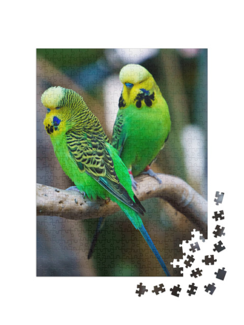 Puzzle 500 pezzi „Due pappagallini seduti su un ramo“
