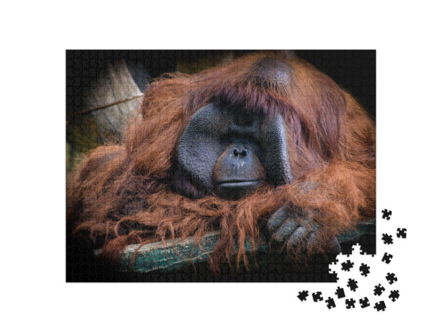 Puzzle 1000 pezzi „L'orango del Borneo maschio, Pongo pygmaeus“