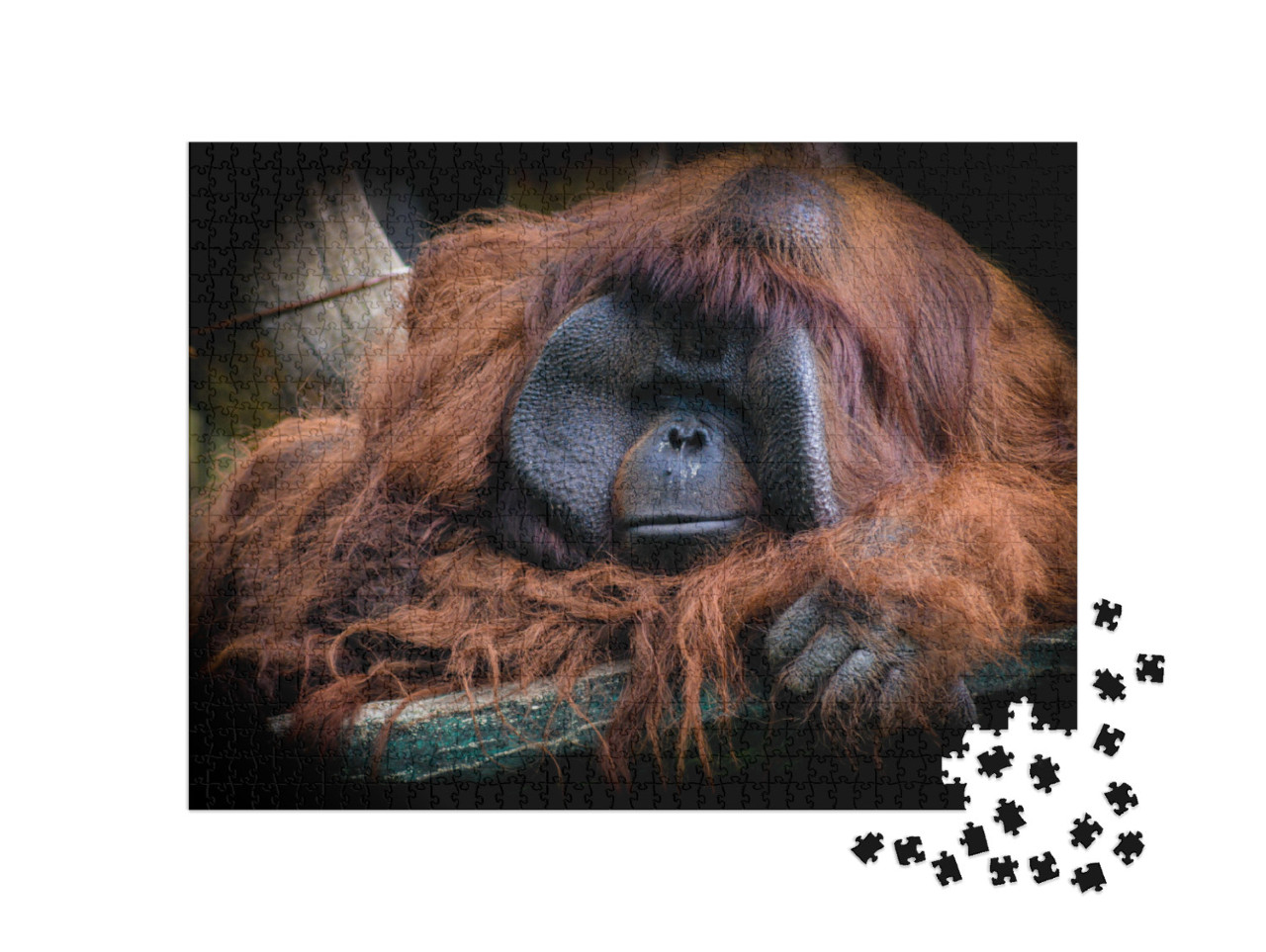 Puzzle 1000 pezzi „L'orango del Borneo maschio, Pongo pygmaeus“
