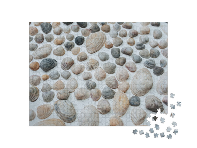 Puzzle 1000 pezzi „Tante belle conchiglie“
