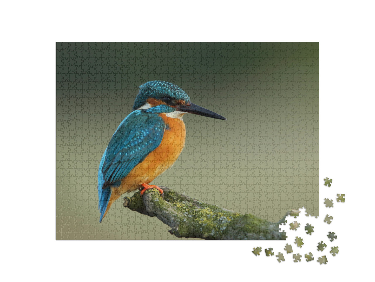 Puzzle 1000 pezzi „Martin pescatore, Alcedo atthis“