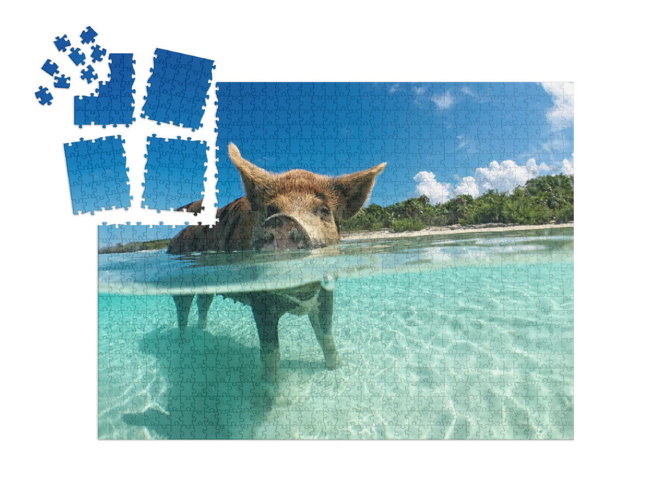 SMART SORTED® | Puzzle 1000 pezzi „Cinghiale amante dell'acqua alle Bahamas, nei Caraibi“