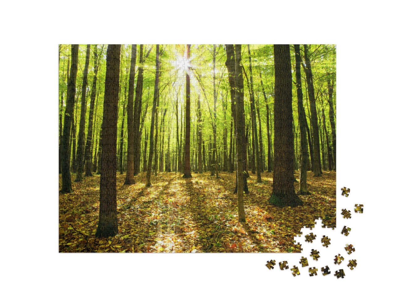 Puzzle 1000 pezzi „Foresta autunnale con alberi e luce del sole“