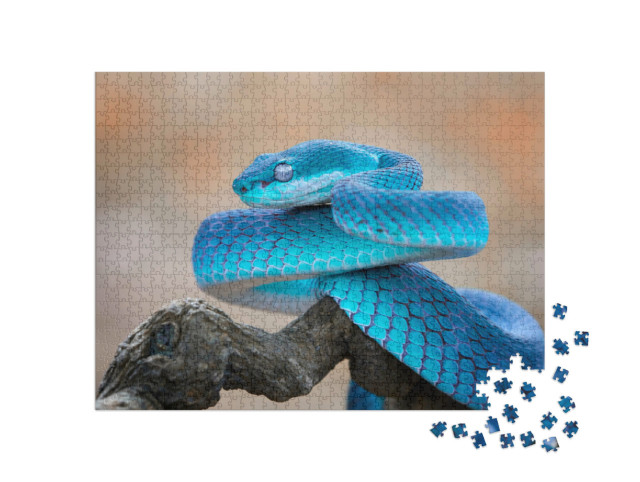 Puzzle 1000 pezzi „Vipera blu“