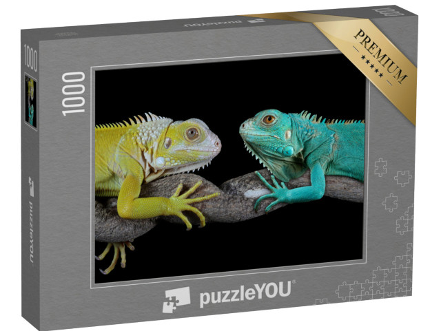 Puzzle 1000 pezzi „Iguane blu di Grand Cayman“