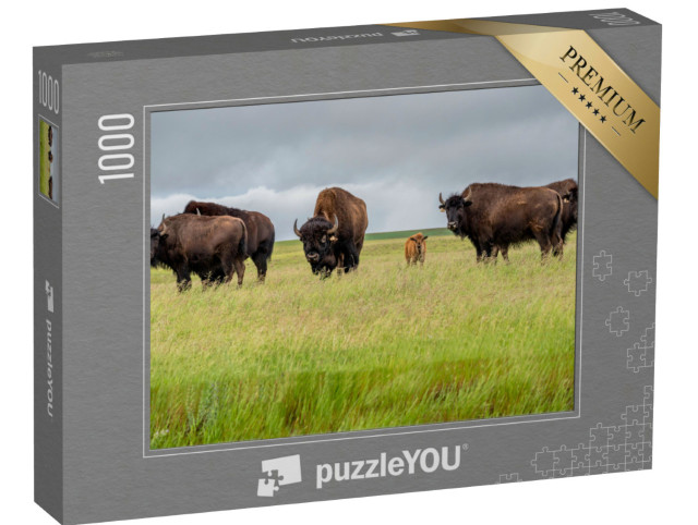 Puzzle 1000 pezzi „Una mandria di bisonti delle praterie con un vitello, Canada“