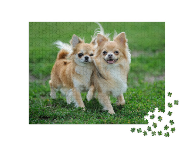 Puzzle 1000 pezzi „Due cani Chihuahua a pelo lungo nell'erba verde d'estate“