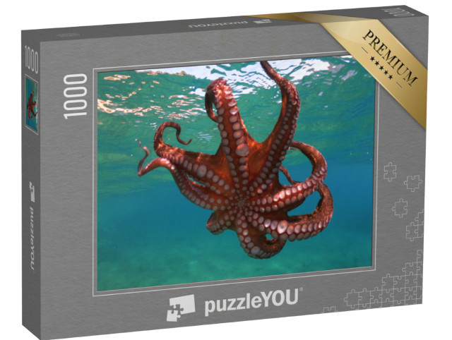 Puzzle 1000 pezzi „I polpi nuotano in una baia tropicale“