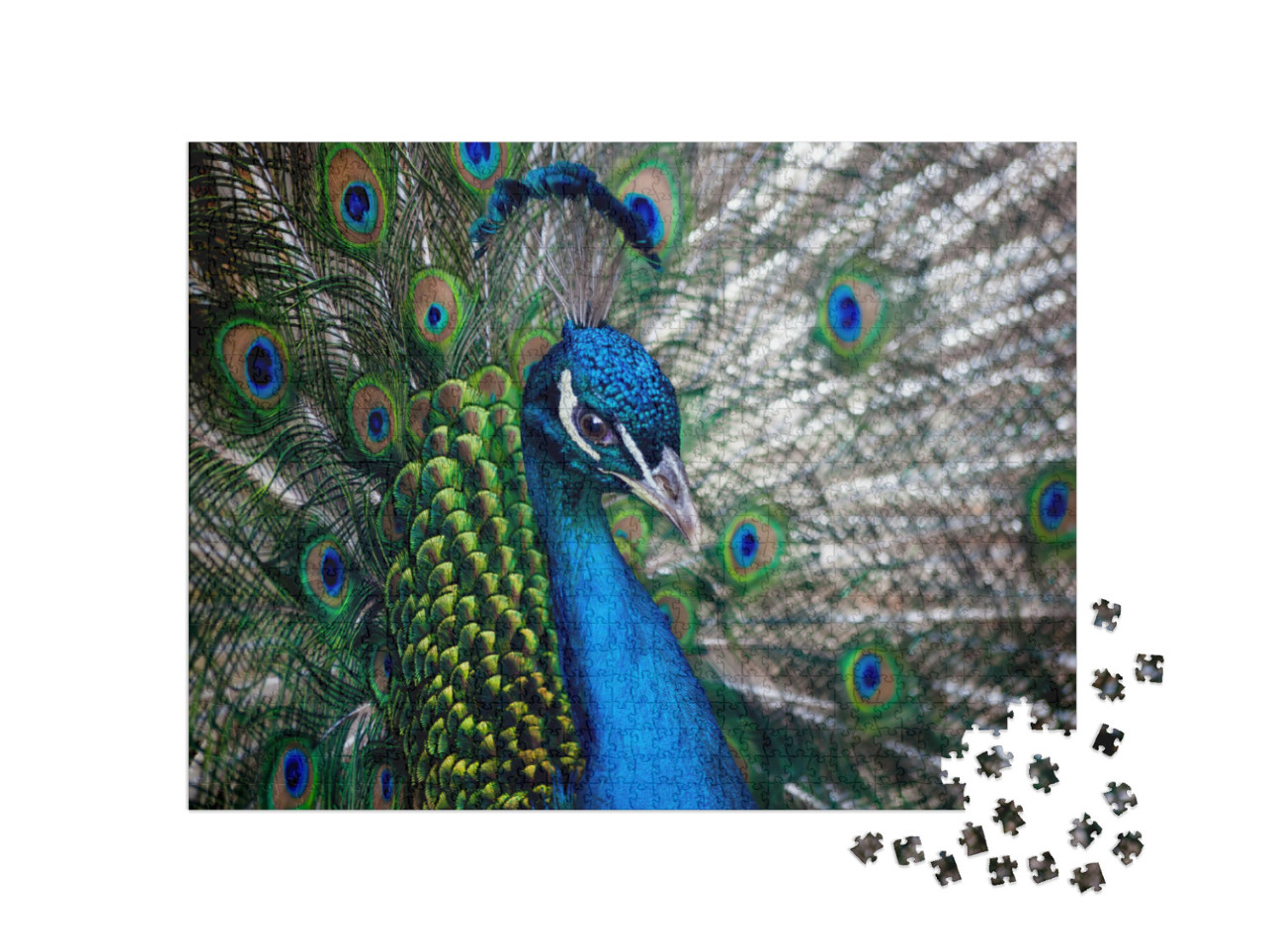 Puzzle 1000 pezzi „Bella testa di pavone“