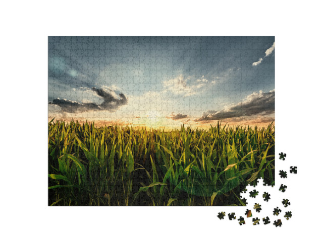 Puzzle 1000 pezzi „Campo di grano al tramonto“