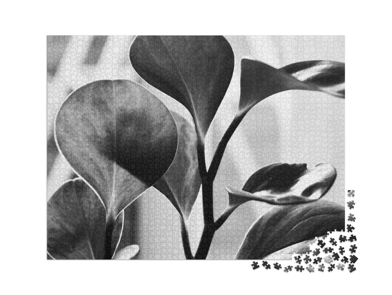 Puzzle 2000 pezzi „Primo piano in bianco e nero“