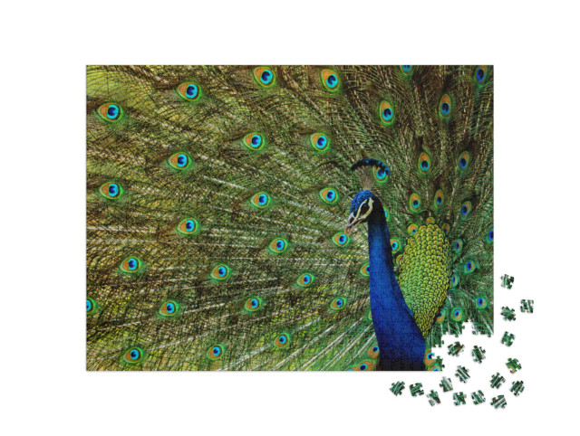 Puzzle 1000 pezzi „Un bellissimo uccello pavone“