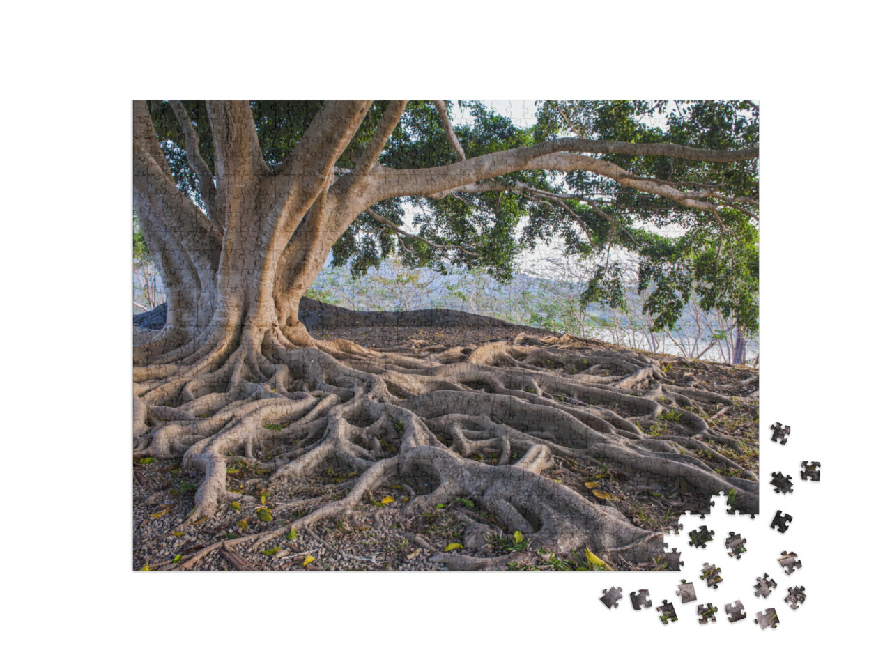 Puzzle 1000 pezzi „Una grande radice di albero“