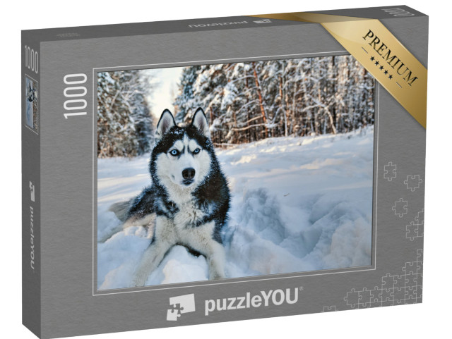 Puzzle 1000 pezzi „Husky nella neve“