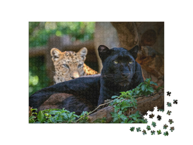 Puzzle 1000 pezzi „Leopardo o pantera“