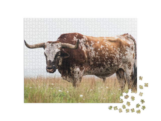 Puzzle 1000 pezzi „Toro longhorn del Texas nel Wichita Mountains National Wildlife Refuge, Oklahoma“