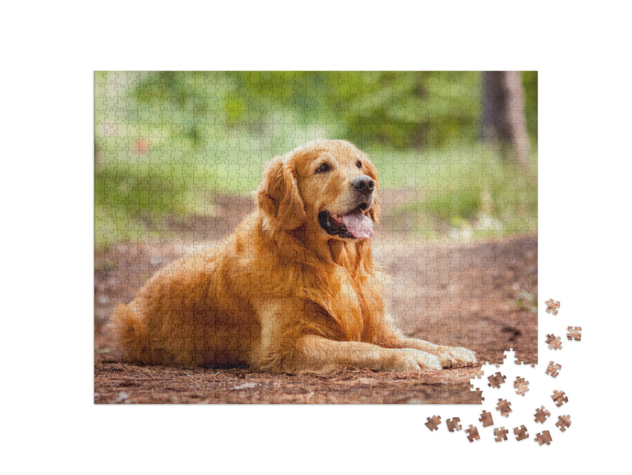 Puzzle 1000 pezzi „Ritratto di un Golden Retriever“