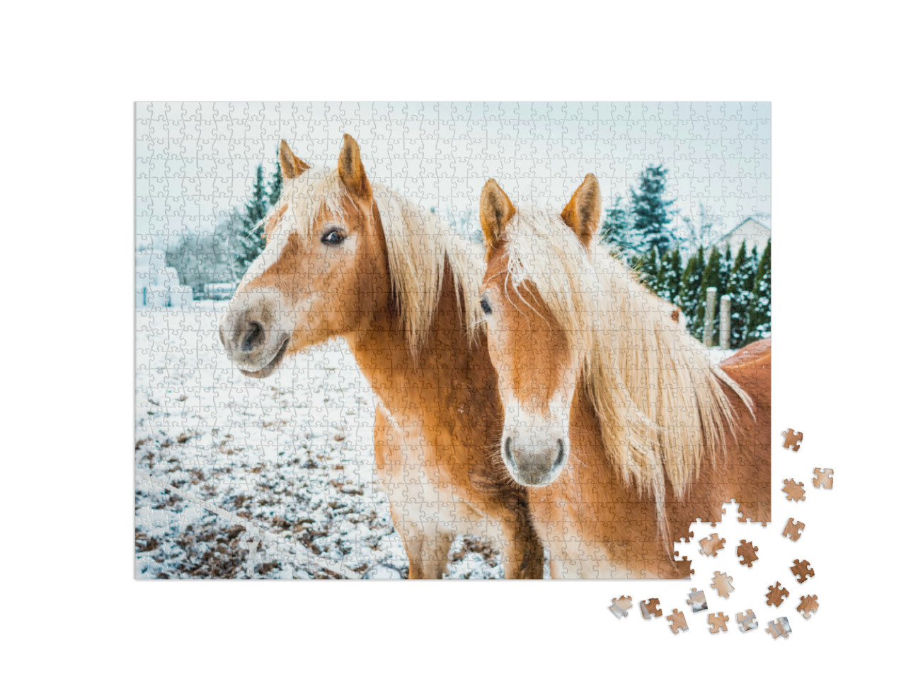 Puzzle 1000 pezzi „Cavalli avelignesi su un prato coperto di neve“