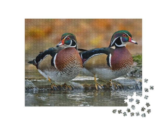 Puzzle 1000 pezzi „Anatra selvatica o anatra della Carolina“