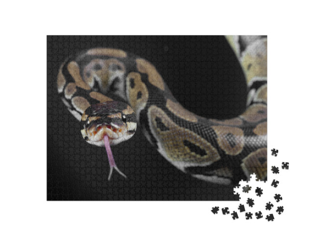 Puzzle 1000 pezzi „Serpente pitone con la lingua tesa“