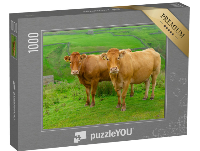 Puzzle 1000 pezzi „Due splendide mucche Limousin sulle High Fells vicino a Keld, nel North Yorkshire“