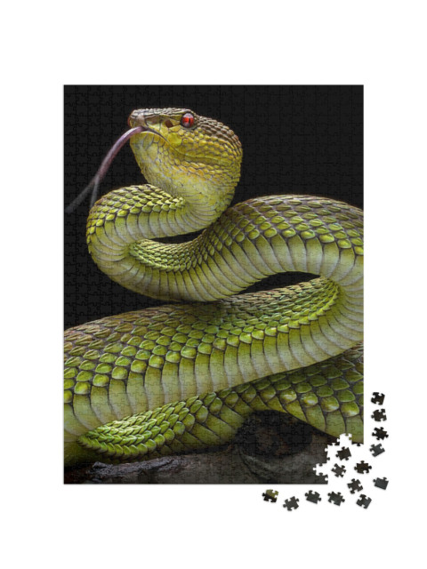 Puzzle 1000 pezzi „Serpente viperino verde dalla pelle dorata“